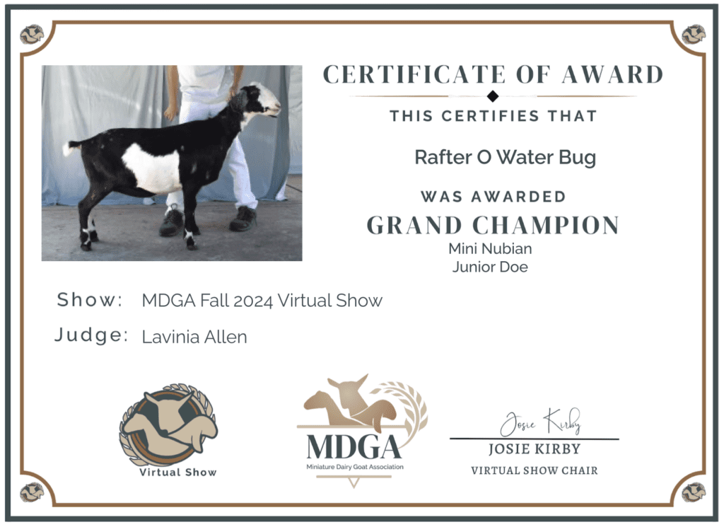 Rafter O Water Bug "Nessie" - Grand Champion Mini Nubian Junior Doe - Fall 2024 MDGA Virtual Show